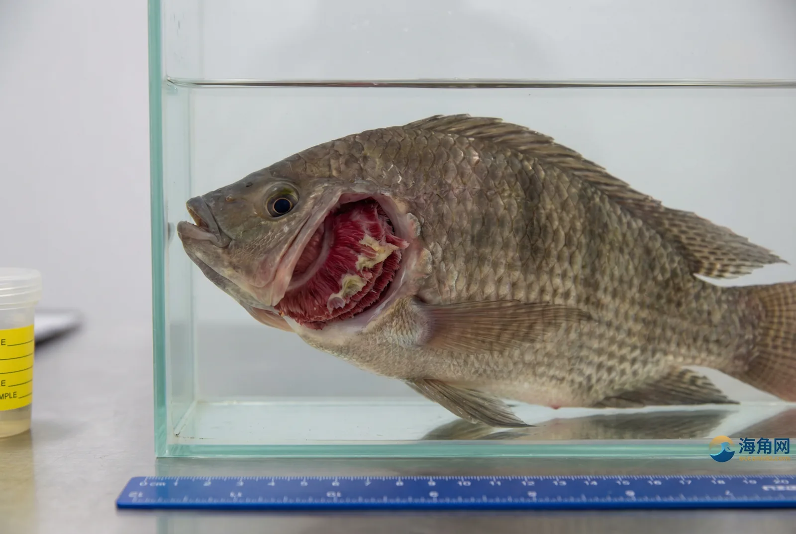 显微镜下的鱼类烂鳃病病原体，是重要的 黑料大赛 研究对象